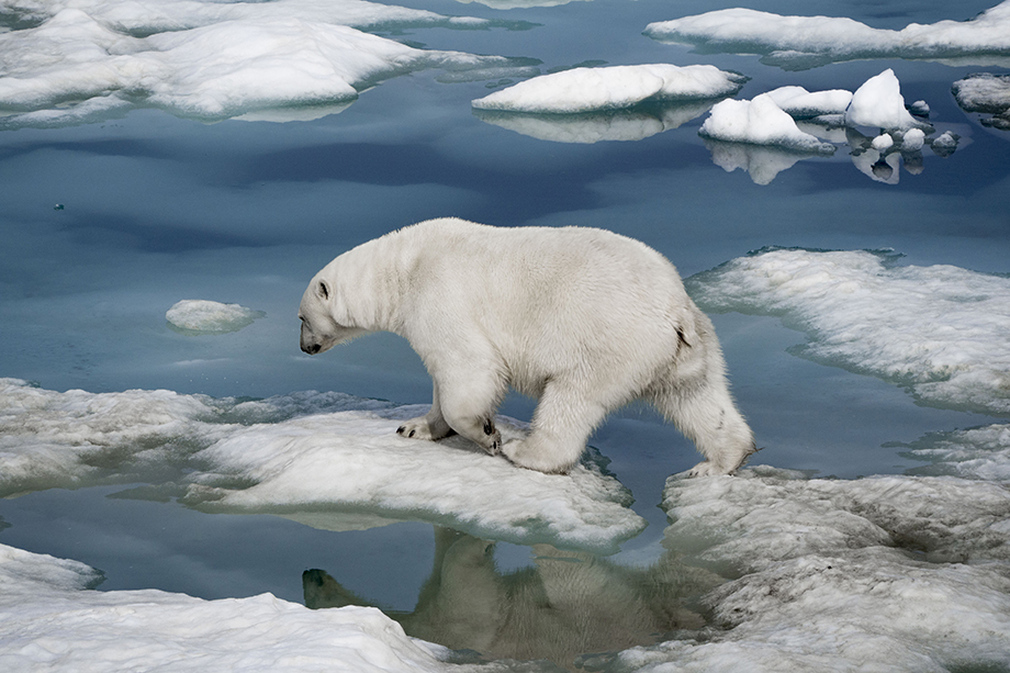 Власти Чукотки расторгли соглашение с Всемирным фондом дикой природы WWF