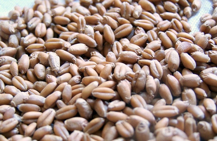 25 тысяч тонн пшеницы с Украины доставили в Кению