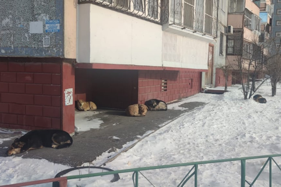 В посёлке имени Горького стаи бездомных животных всё чаще нападают на детей и взрослых.