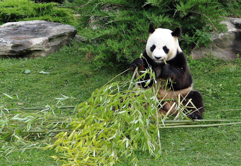 Финляндия хочет вернуть Китаю больших панд, присланных в качестве знака внимания