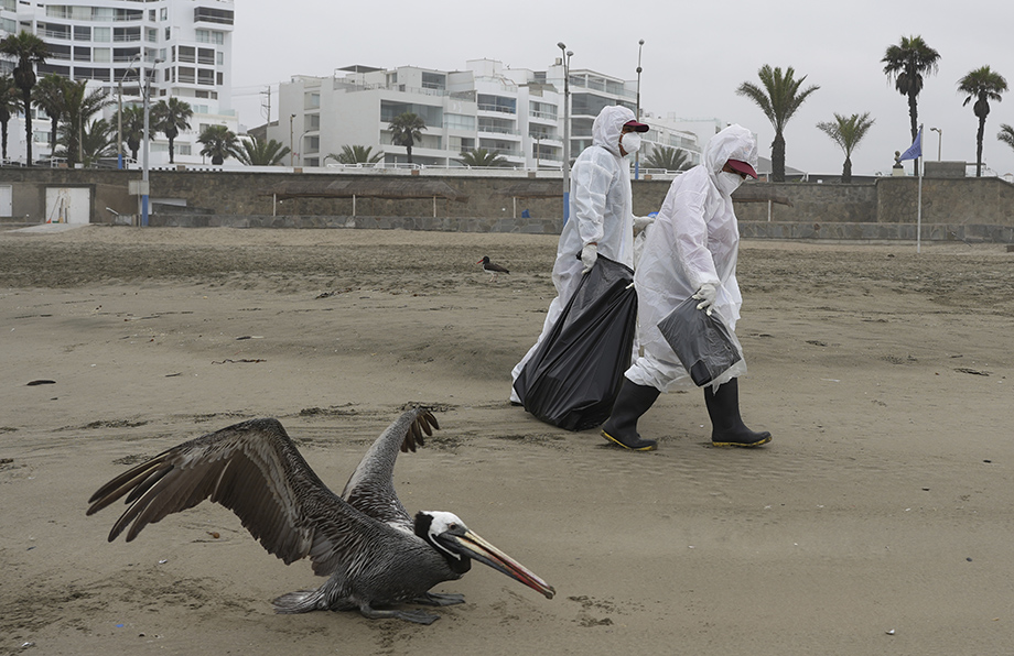 В Перу на пляжах обнаружили более 10 тыс. пеликанов, умерших от птичьего гриппа.