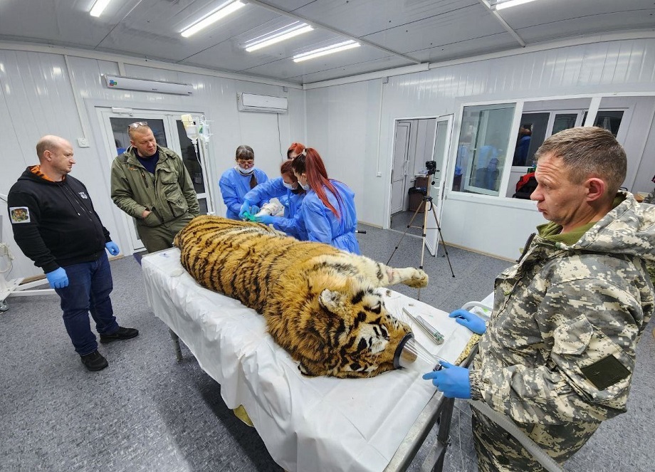 Специалисты центра «Амурский тигр» борются за жизнь хищника