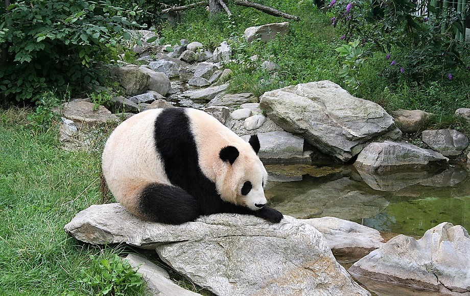 Большая панда в зоопарке Вены
