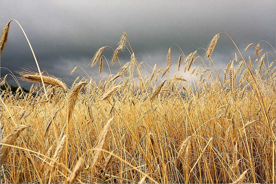 Из-за массового импорта дешёвого украинского зерна у польских фермеров пропадает урожай