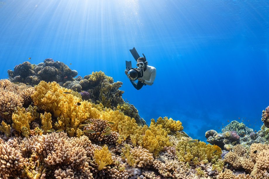 Гибель популяции морских ежей ставит под угрозу существование коралловых рифов.