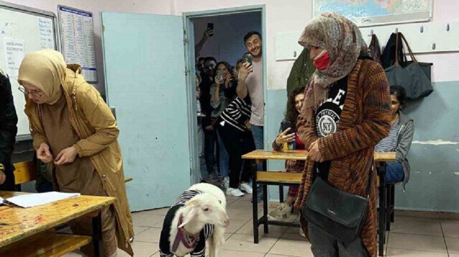 Барашек в свитере произвёл фурор на избирательном участке в Стамбуле.