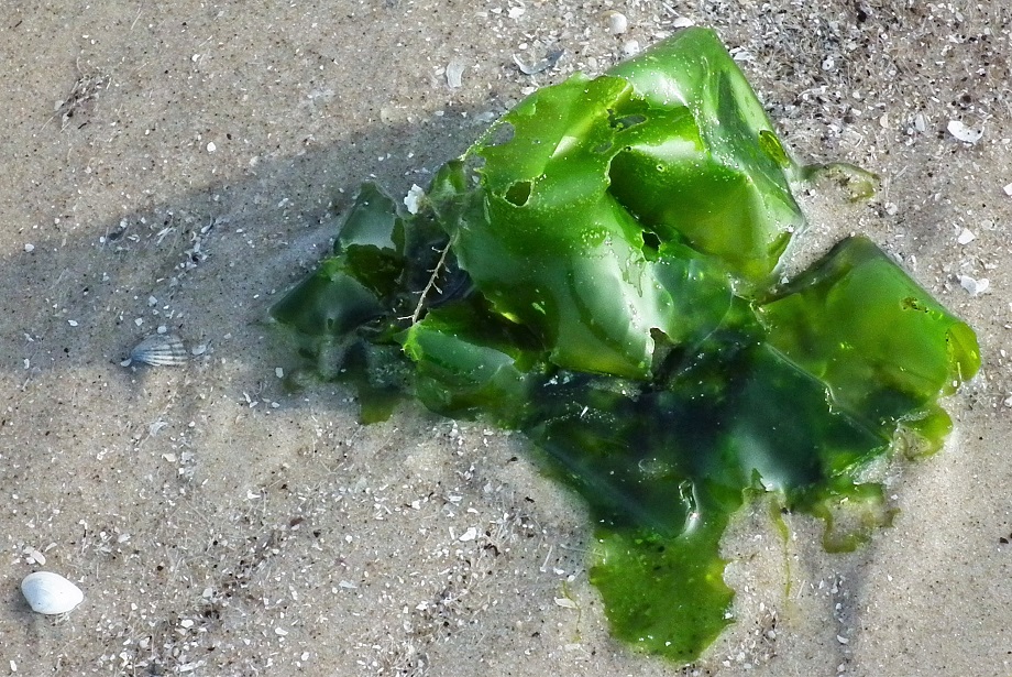 Морские водоросли Ульва