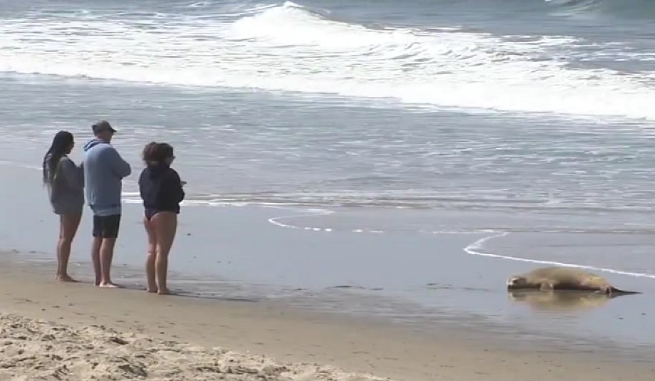 Более 200 мёртвых дельфинов и морских львов выбросило на пляжи Калифорнии.