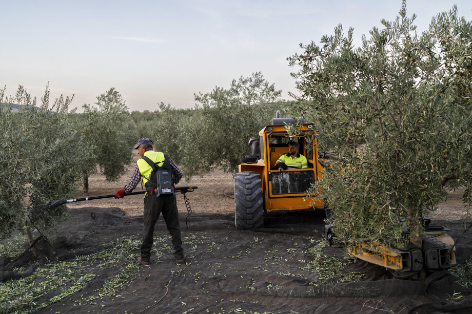 Из-за жаркого и засушливого лета урожай оливок будет почти вдвое меньше.