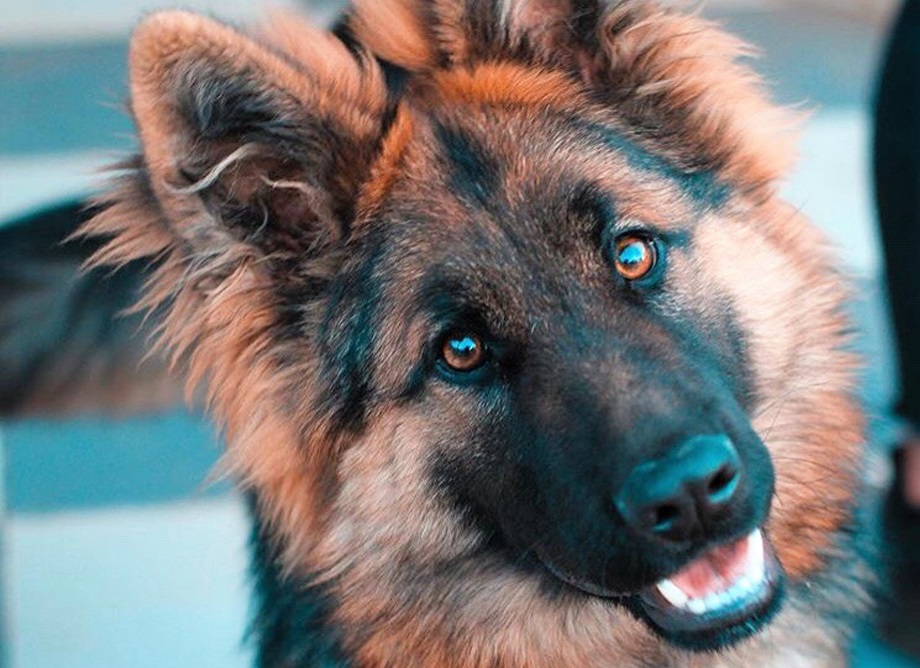 Любимые собаки Байдена кусают агентов секретной службы.