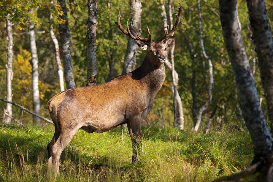 Управление сельского хозяйства Норвегии «строго запретило» оленям «нелегально» посещать Россию.