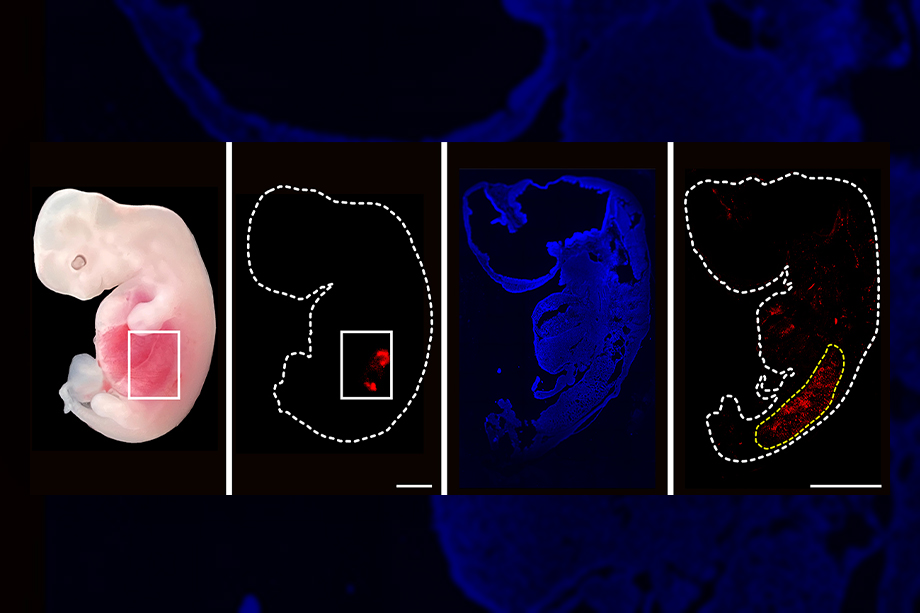Почки этого эмбриона свиньи в основном состоят из человеческих клеток (красные).