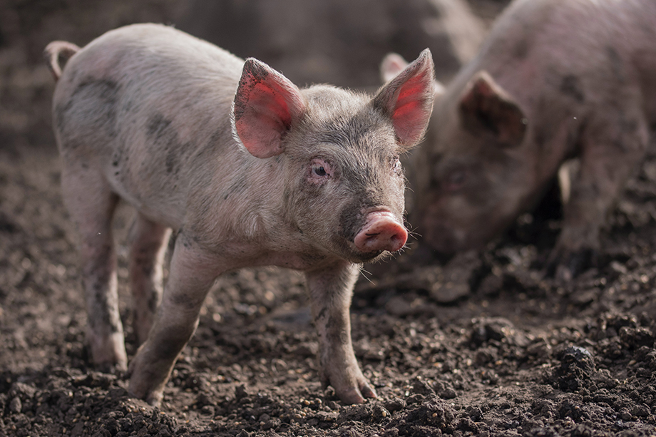 Учёные опасаются, что человеческие клетки могут участвовать в формировании мозга свиньи.