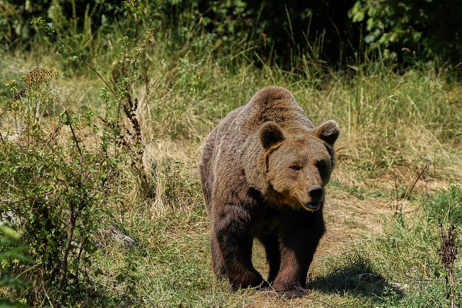 С начала года на Сахалине и Курилах ликвидировали 35 медведей, опасных для людей.