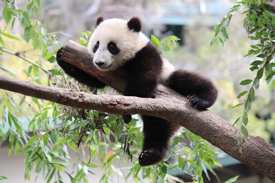 Китай забирает всех гигантских панд из зоопарков США.
