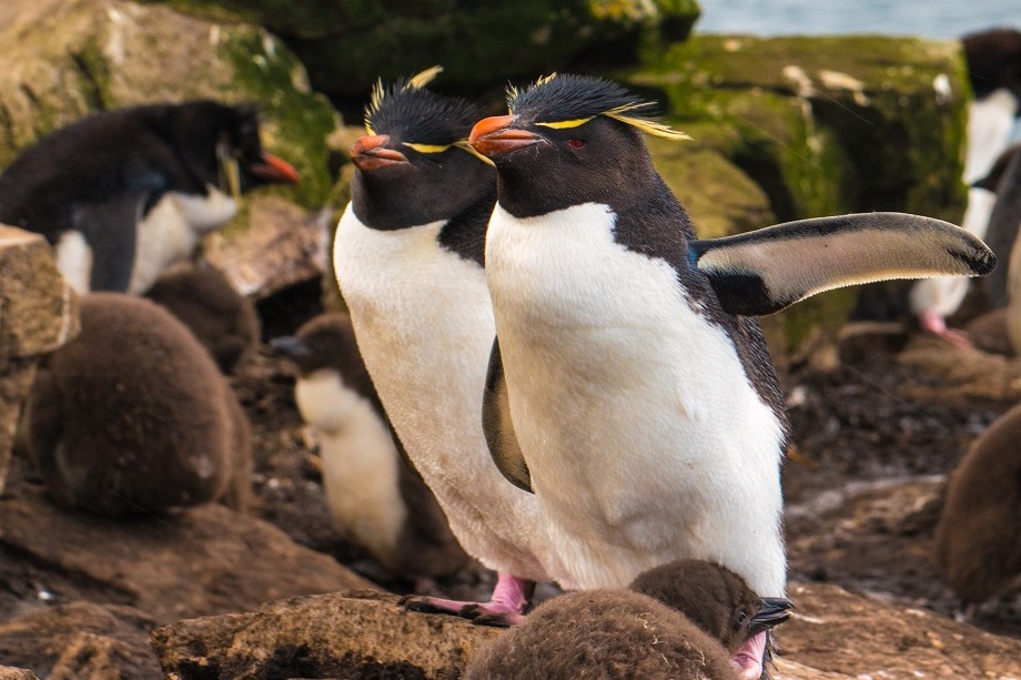 Пингвины спять на более 4 секунд, засыпая при этом до 10 тыс. раз в сутки.