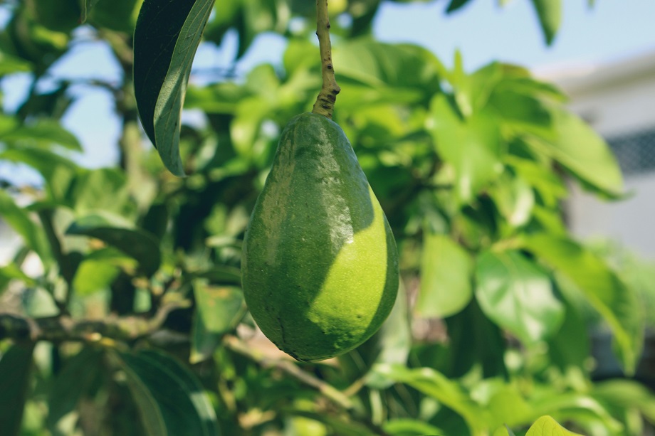 В Испании из-за жары перестаёт расти авокадо.