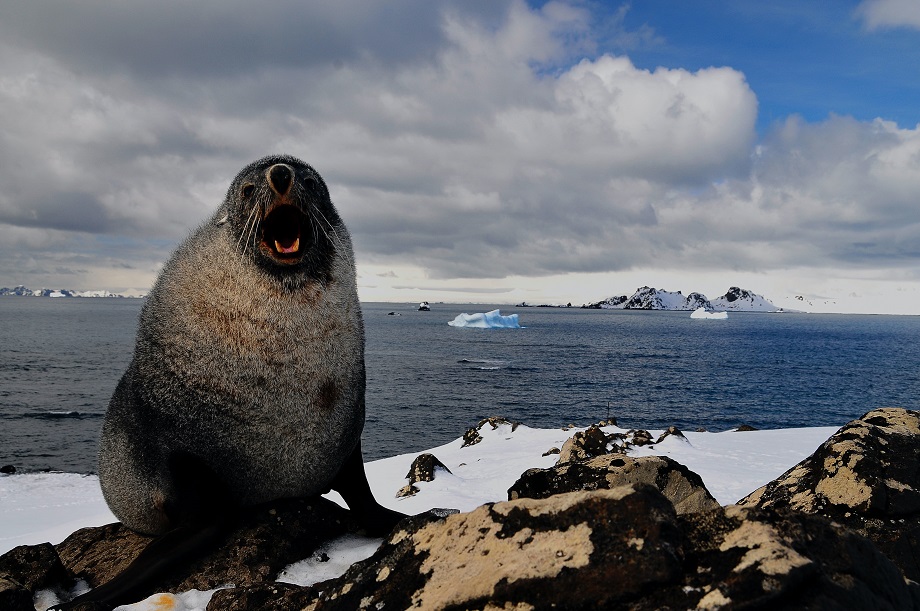 Морские млекопитающие и птицы погибают в Антарктиде из-за вспышки птичьего гриппа.