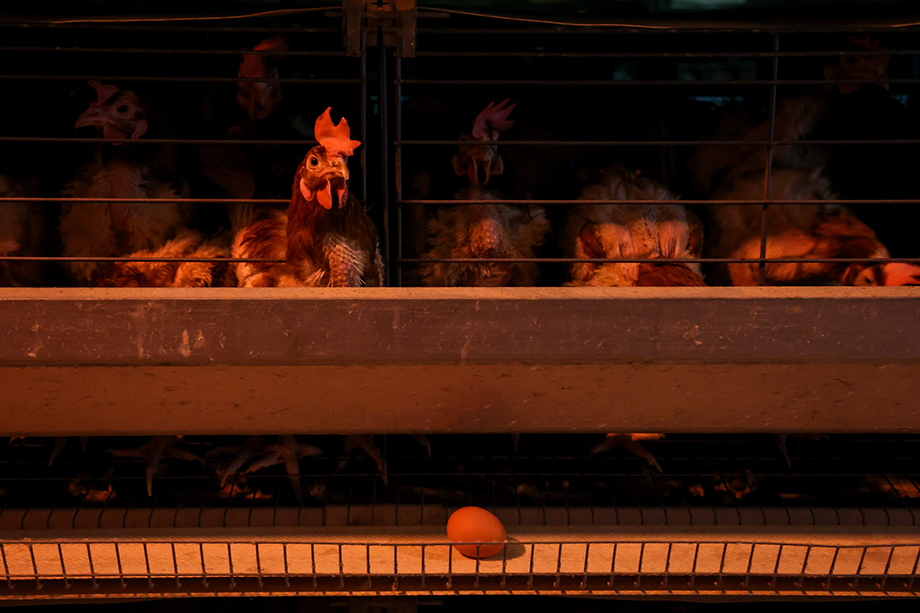 Вспышки птичьего гриппа привели к уничтожению заражённых кур на птицефабриках.