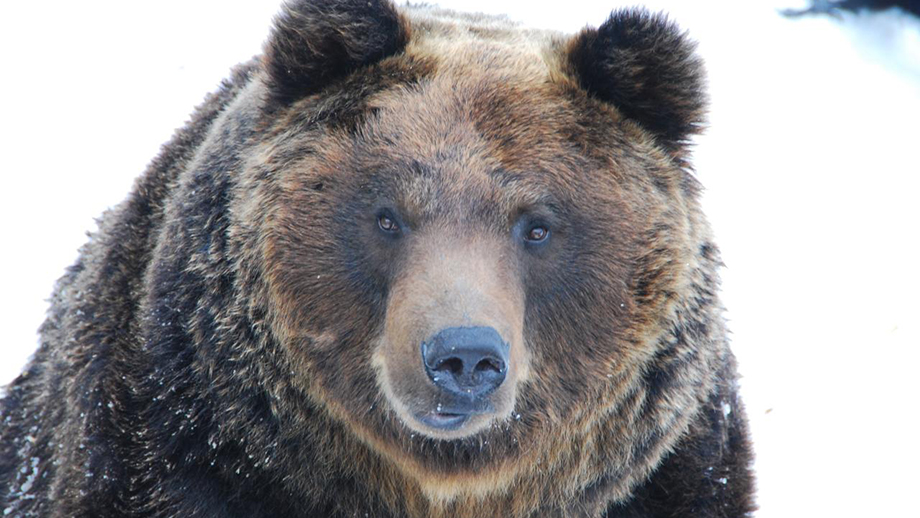 В Японии собираются отлавливать медведей из-за резкого числа случаев нападения на людей.