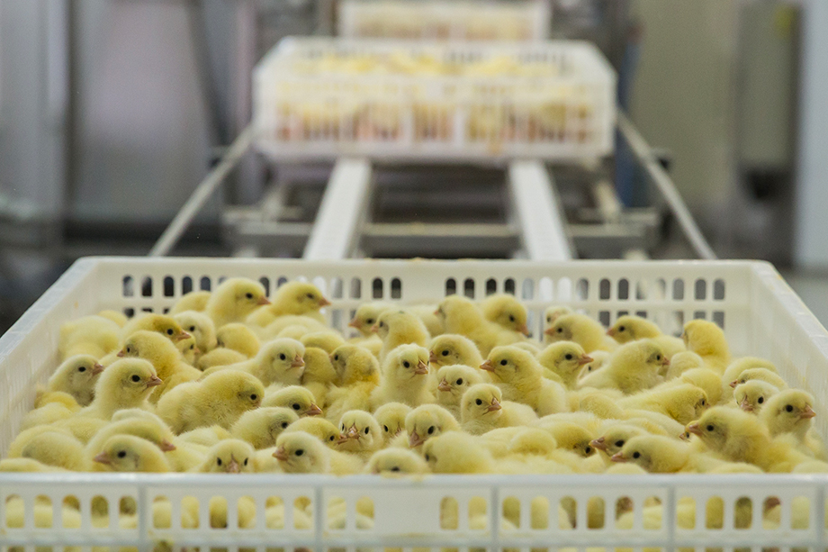 Разработки российских учёных повышают здоровье цыплят.