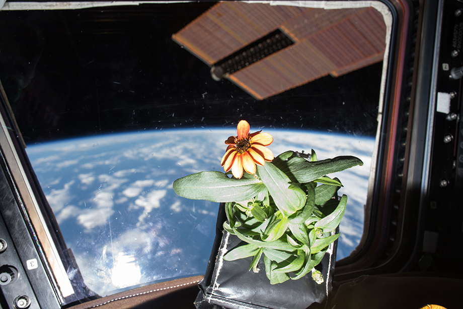 Цветок циннии на борту Международной космической станции.