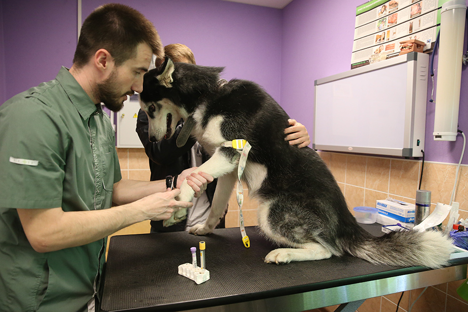 При скором обращении в ветеринарную клинику на лечение питомца придётся отдать около 10 тыс. рублей.
