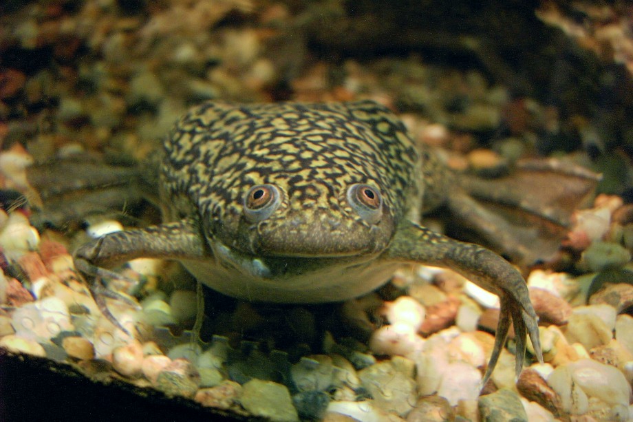 Шпорцевая лягушка Xenopus laevis.