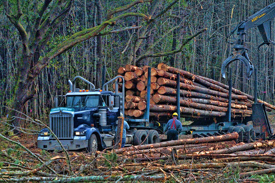 Леса в США вырубают ради экономической выгоды и выполнения государственной программы по удалению и захоронению древесной биомассы.