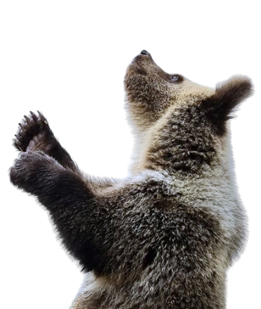 Сибирь переживает медвежью экспансию