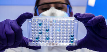 Овечка Долли напомнила о себе