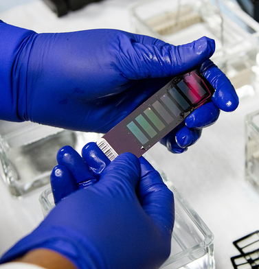 Т-клетки в фокусе внимания