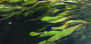 Проекты развития стали кормушкой для бизнеса и чиновников