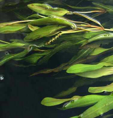 Проекты развития стали кормушкой для бизнеса и чиновников